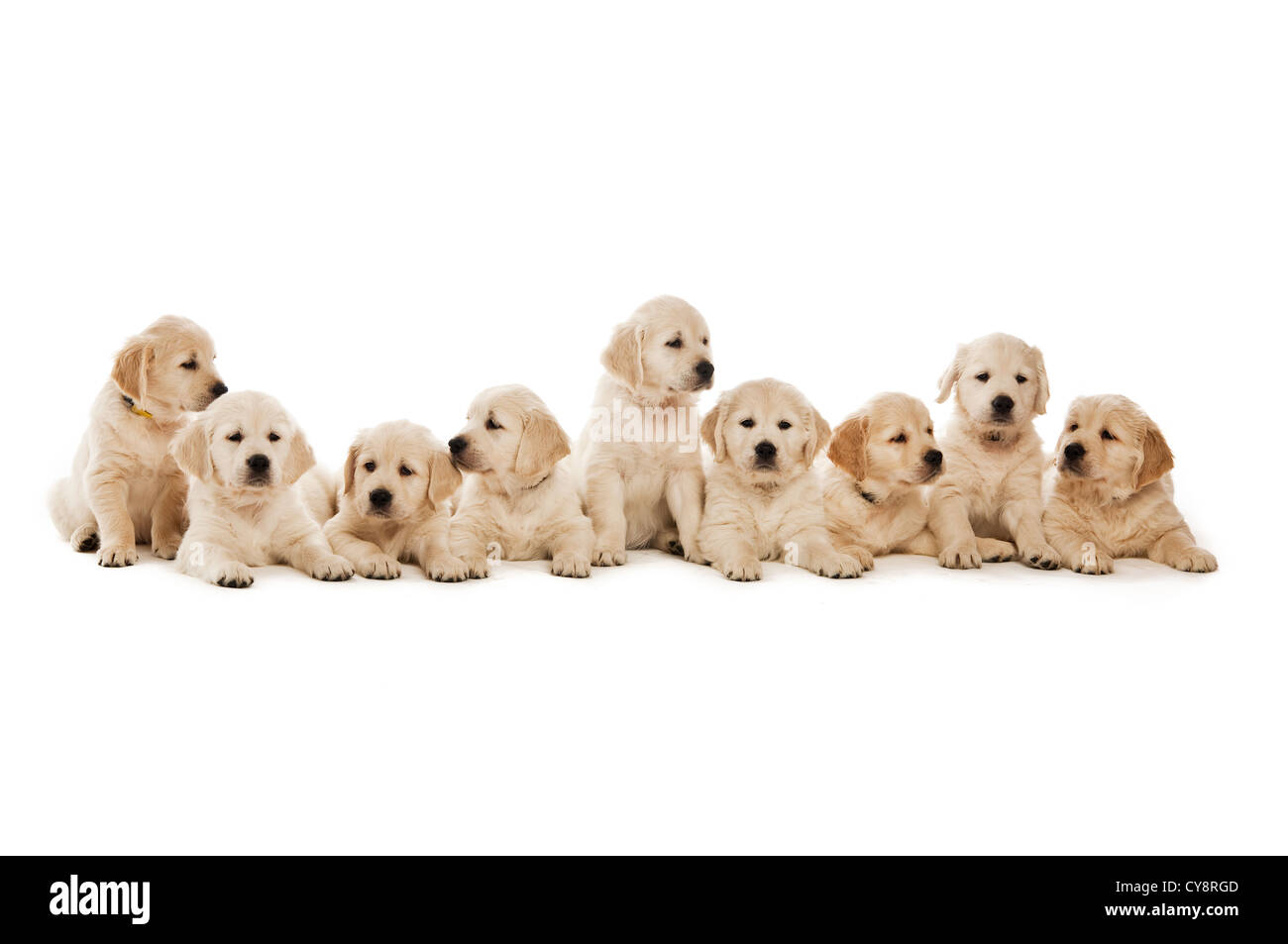 Golden retriever puppies isolated on a white background Stock Photo - Alamy