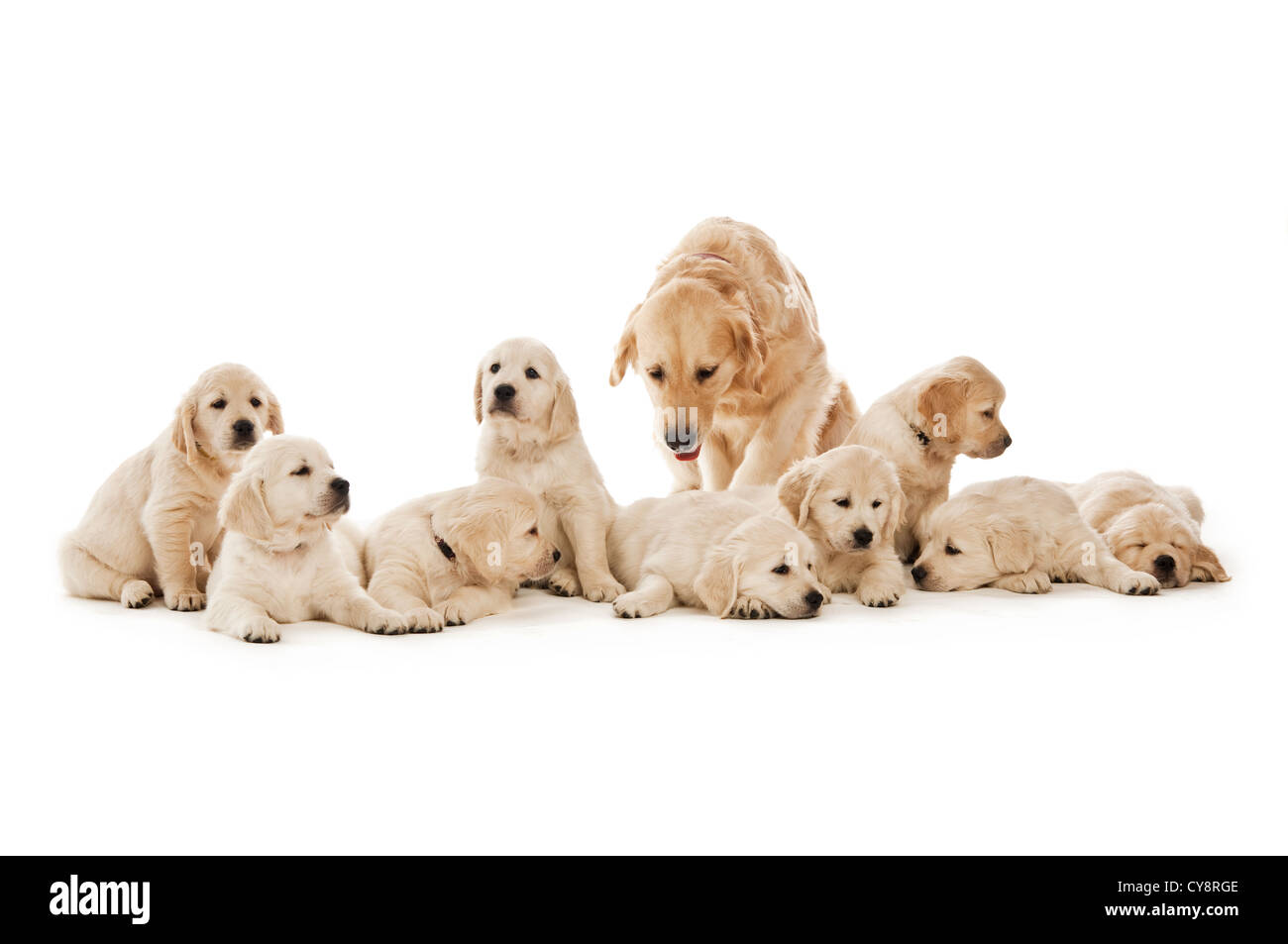 Golden retriever puppies isolated on a white background Stock Photo - Alamy