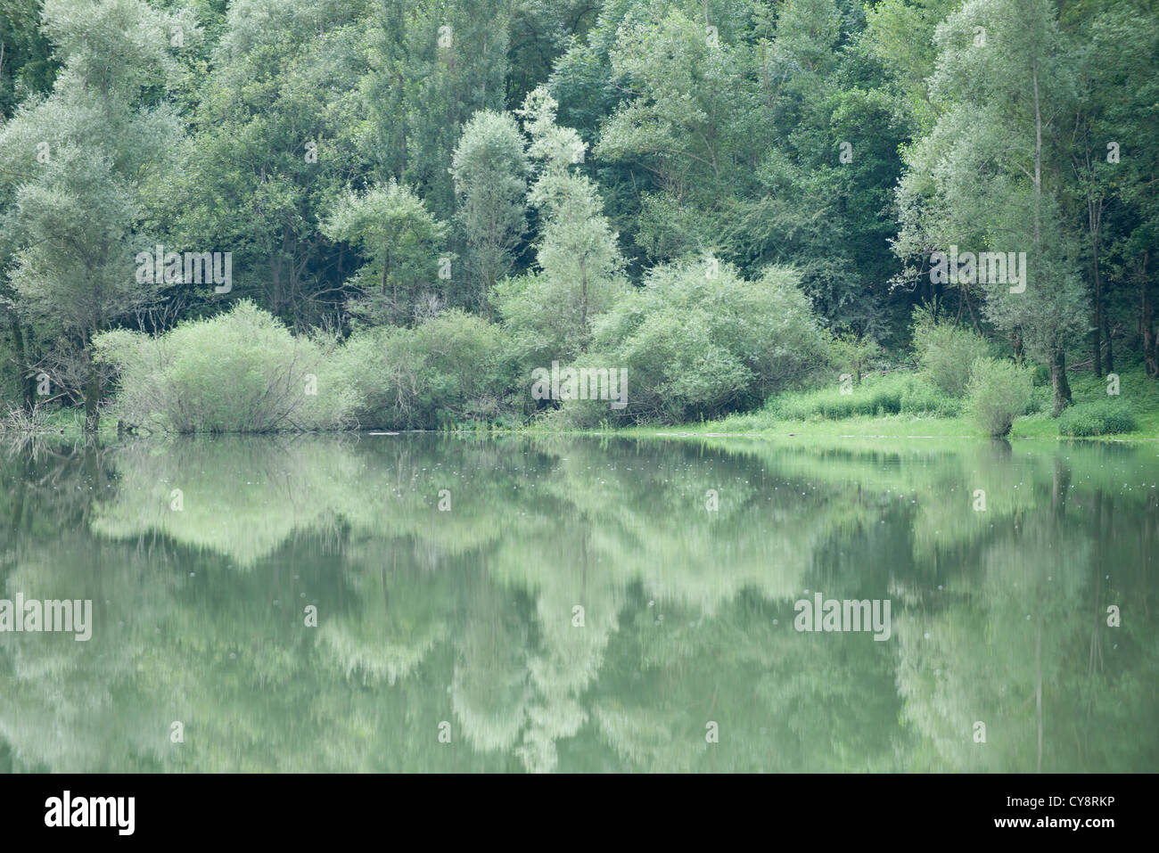 Tranquil lake scene with trees hi-res stock photography and images - Alamy