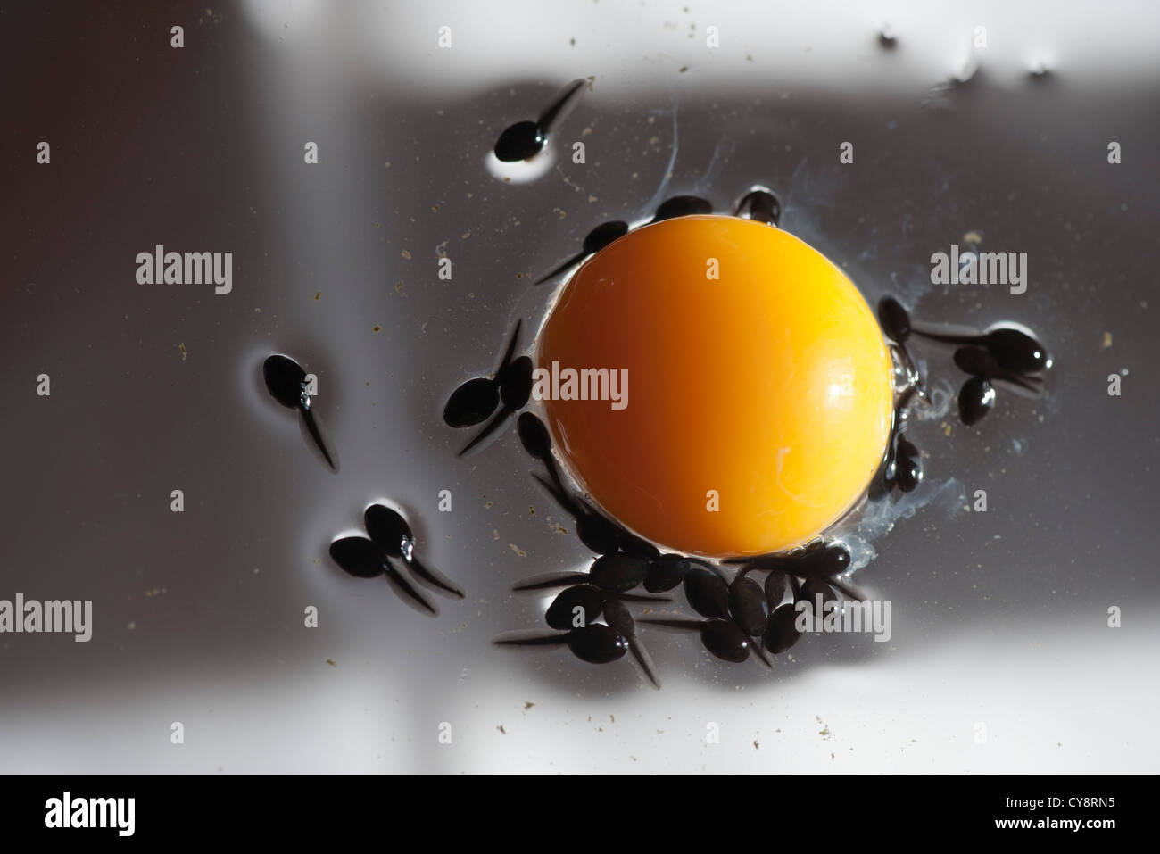 Tadpoles feeding off egg yolk, directly above Stock Photo Alamy