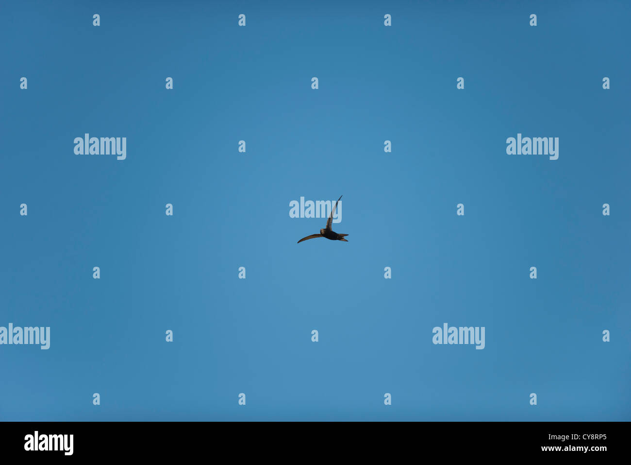 Bird flying in blue sky Stock Photo - Alamy