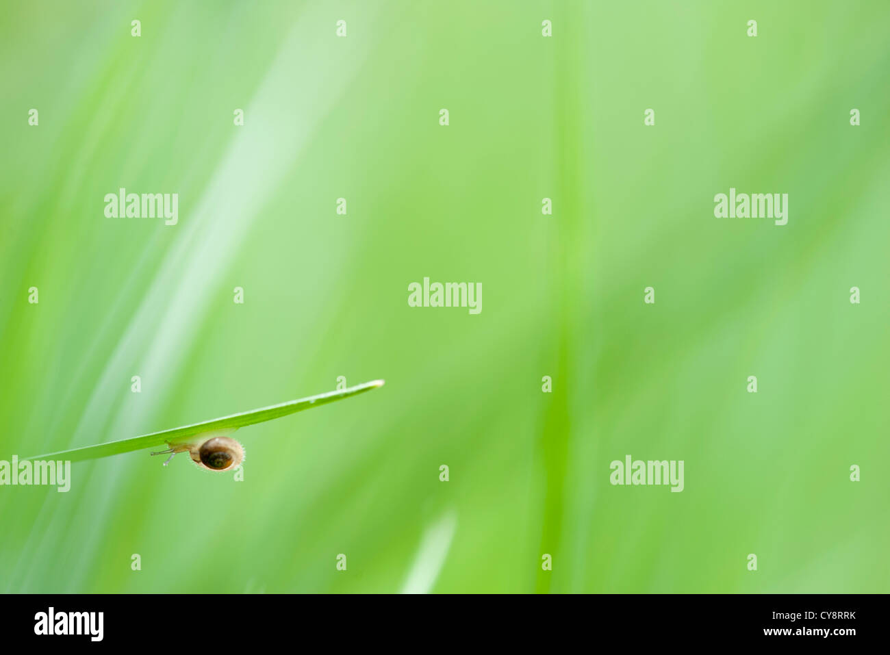 Hairy snail crawling on leaf Stock Photo - Alamy
