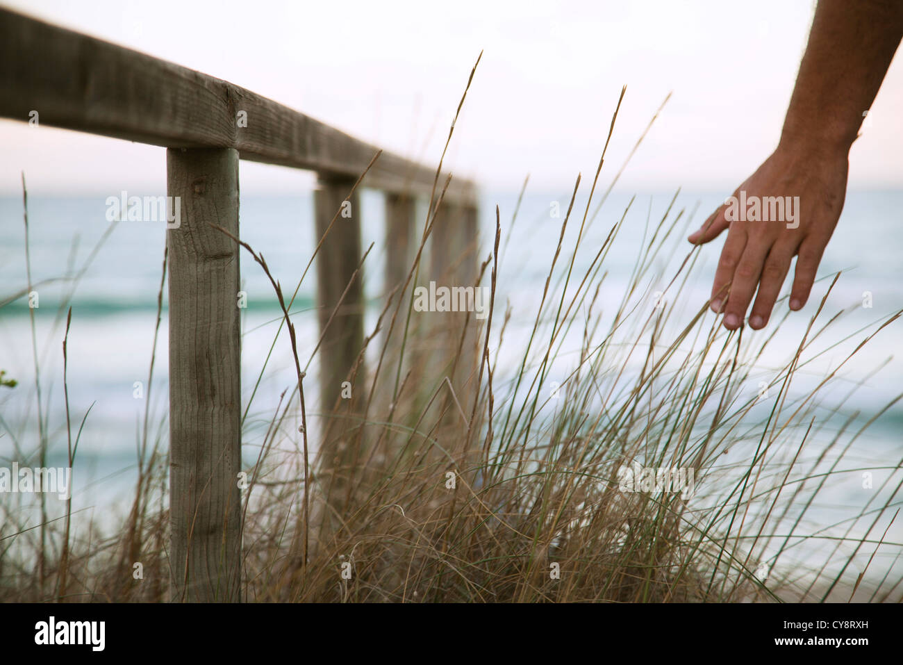 Person's hand touching dune grass Stock Photo