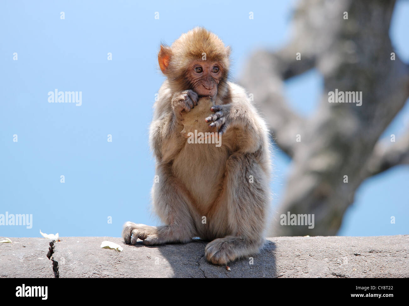 Barbary macaques, Macaca sylvanus in Gibraltar, overseas British territory, United Kingdom, UK Stock Photo