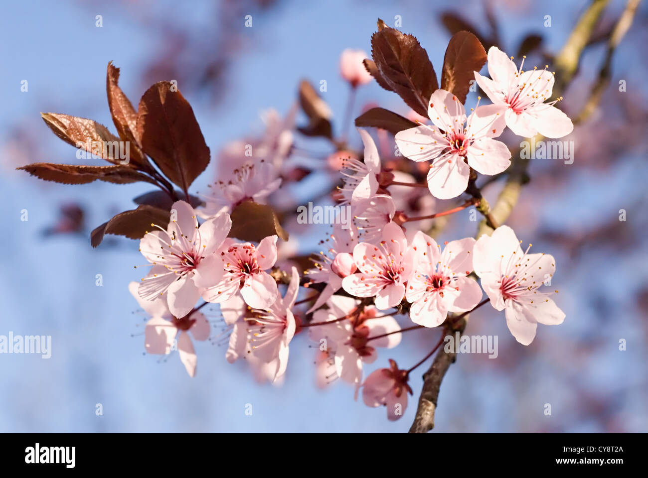 Prunus cerasifera 'Nigra' , Cherry plum, Abundant flowering blossom with small pink flowers. Stock Photo