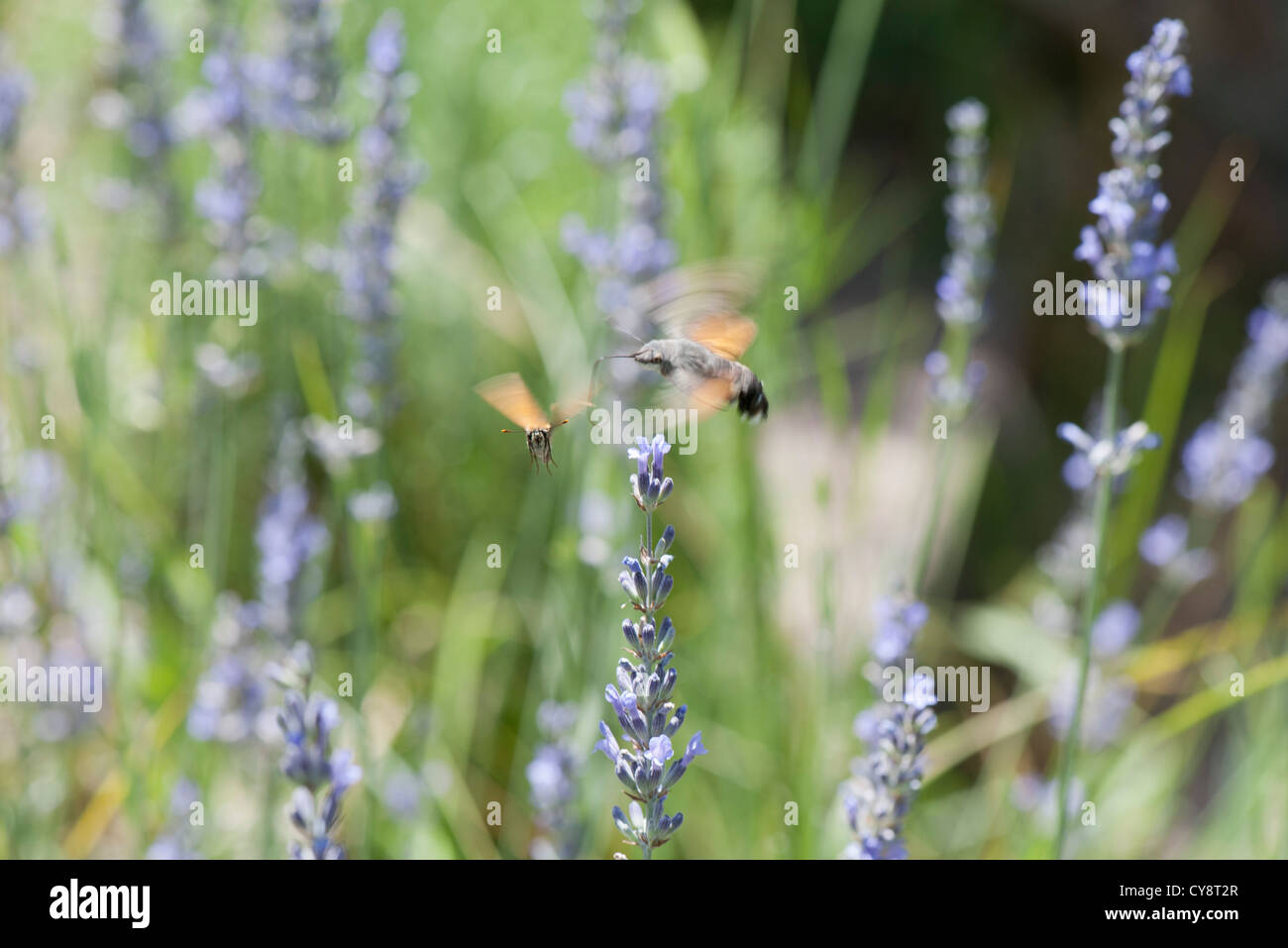 Sphingidae flying among flowers Stock Photo