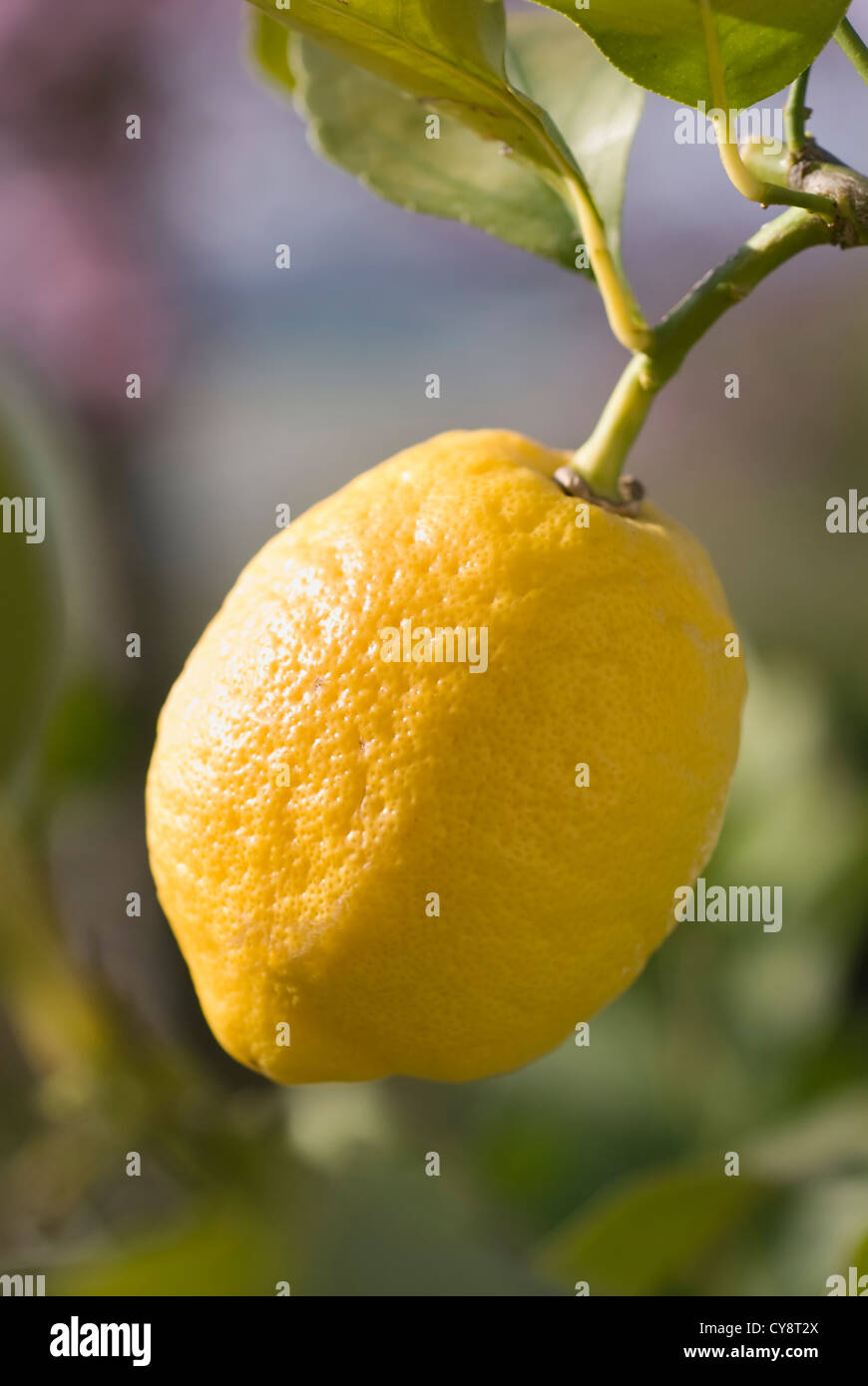 Citrus limon, Lemon. Stock Photo