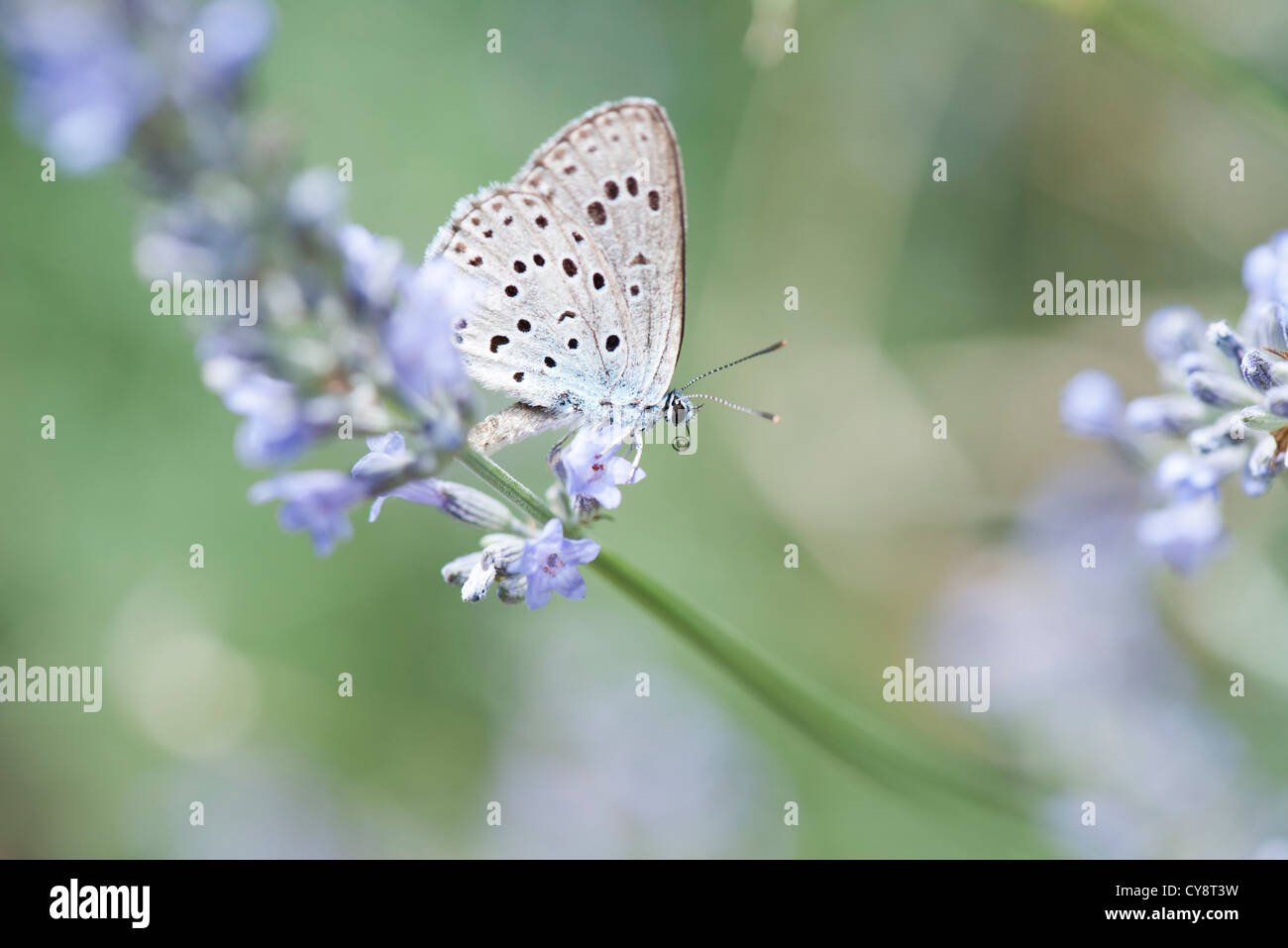 Lycaenidae butterfly on lavender flowers Stock Photo
