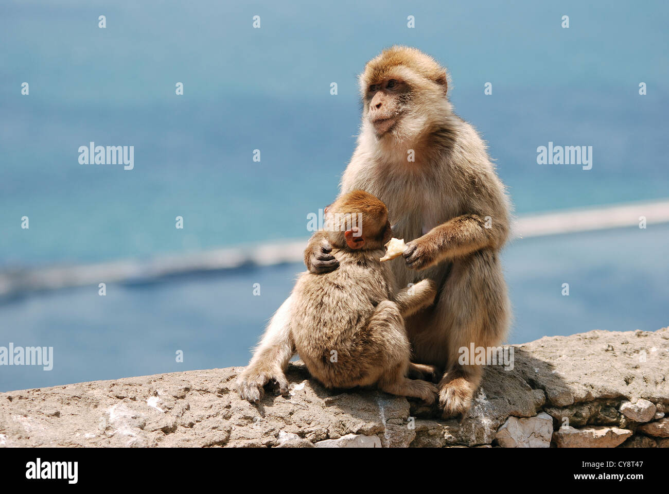 Barbary macaques, Macaca sylvanus in Gibraltar, overseas British territory, United Kingdom, UK Stock Photo