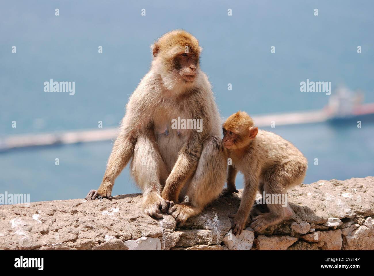 Barbary macaques, Macaca sylvanus, in Gibraltar, overseas British territory, United Kingdom, UK Stock Photo