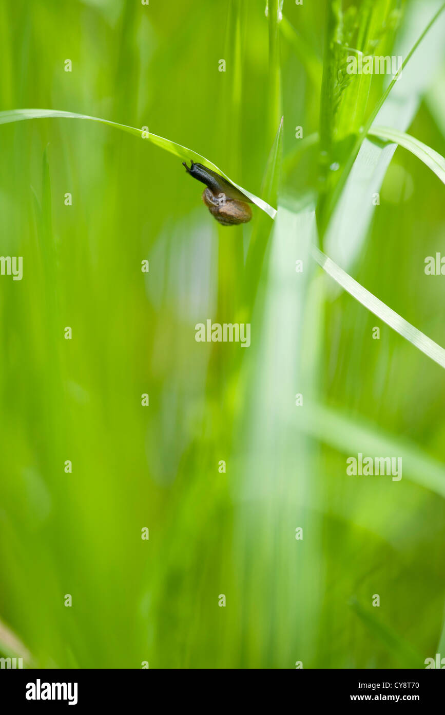 Snail crawling on leaf Stock Photo - Alamy