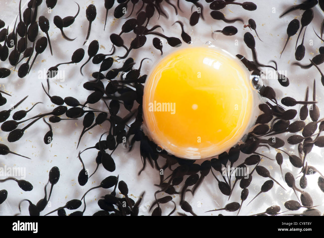 Tadpoles feeding off egg yolk, directly above Stock Photo