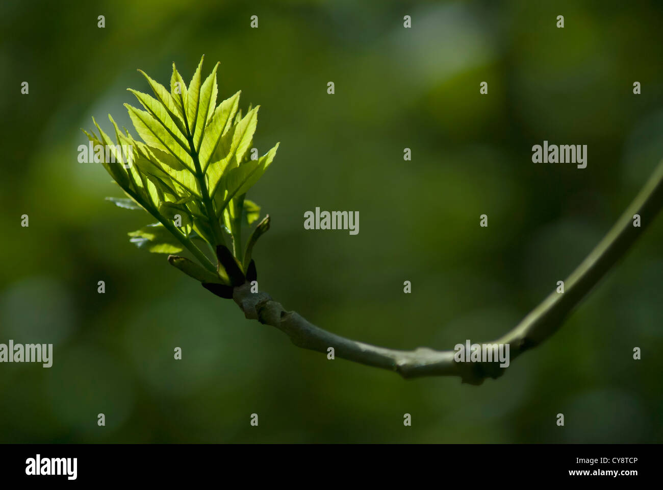 Fraxinus excelsior, Ash. Stock Photo