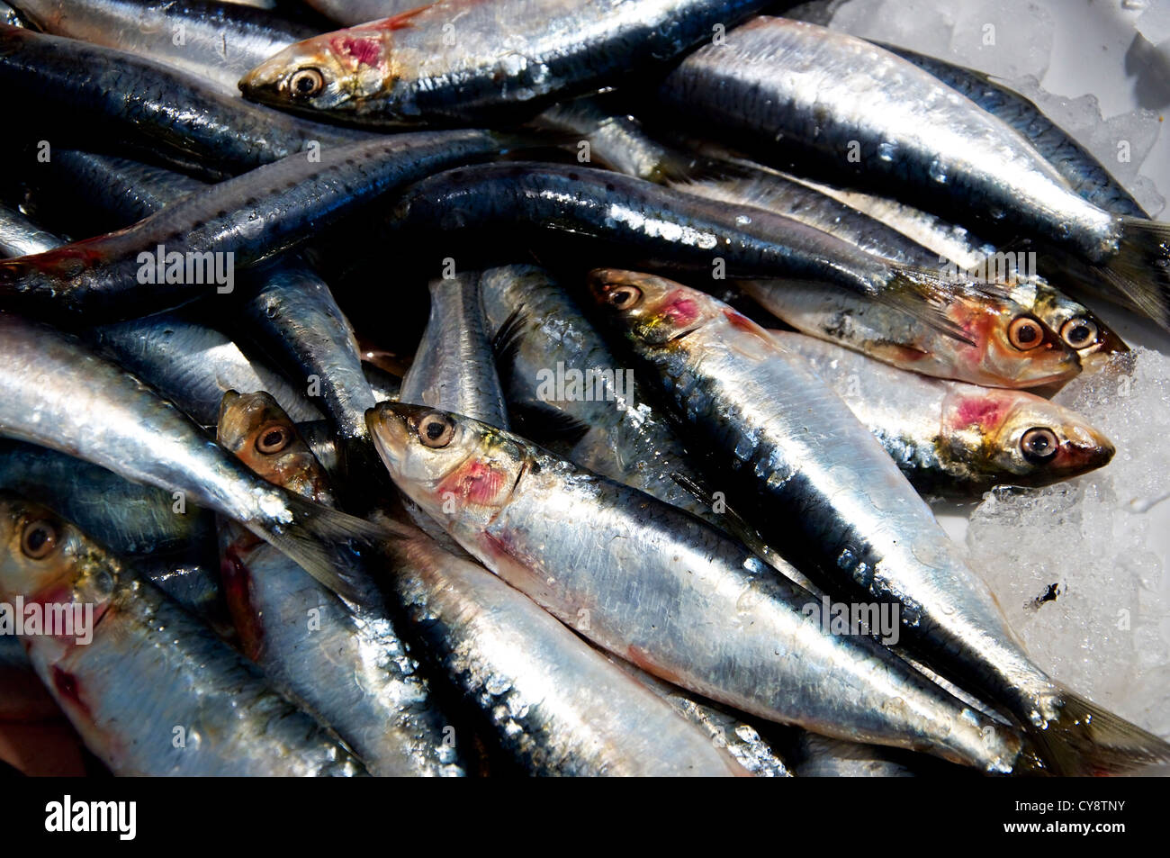 Pilchards hires stock photography and images Alamy