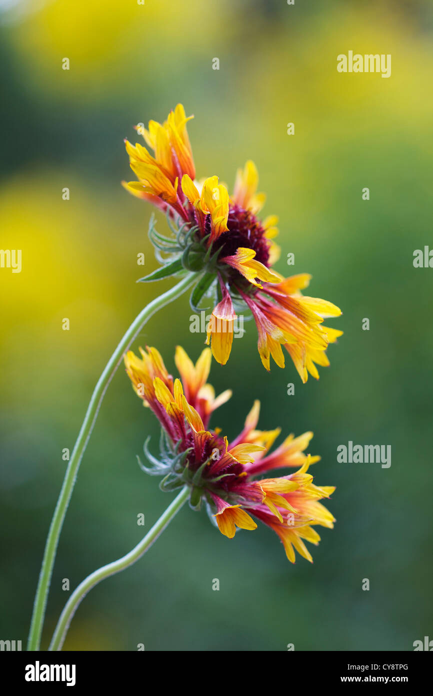 Gaillardia cultivar, Blanket flower. Stock Photo