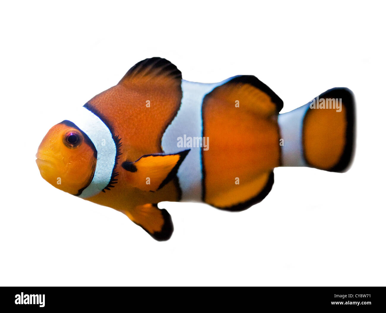 Clownfish (amphiprion ocellaris) on white background Stock Photo