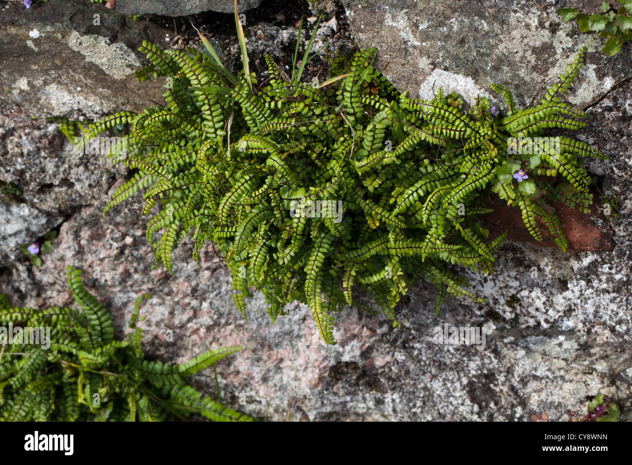 Maidenhair Spleenwort Ferns (Asplenium trichomanes). Growing on pink granite stone constructed wall. Iona. Inner Hebrides. West Coast Scotland Stock Photo