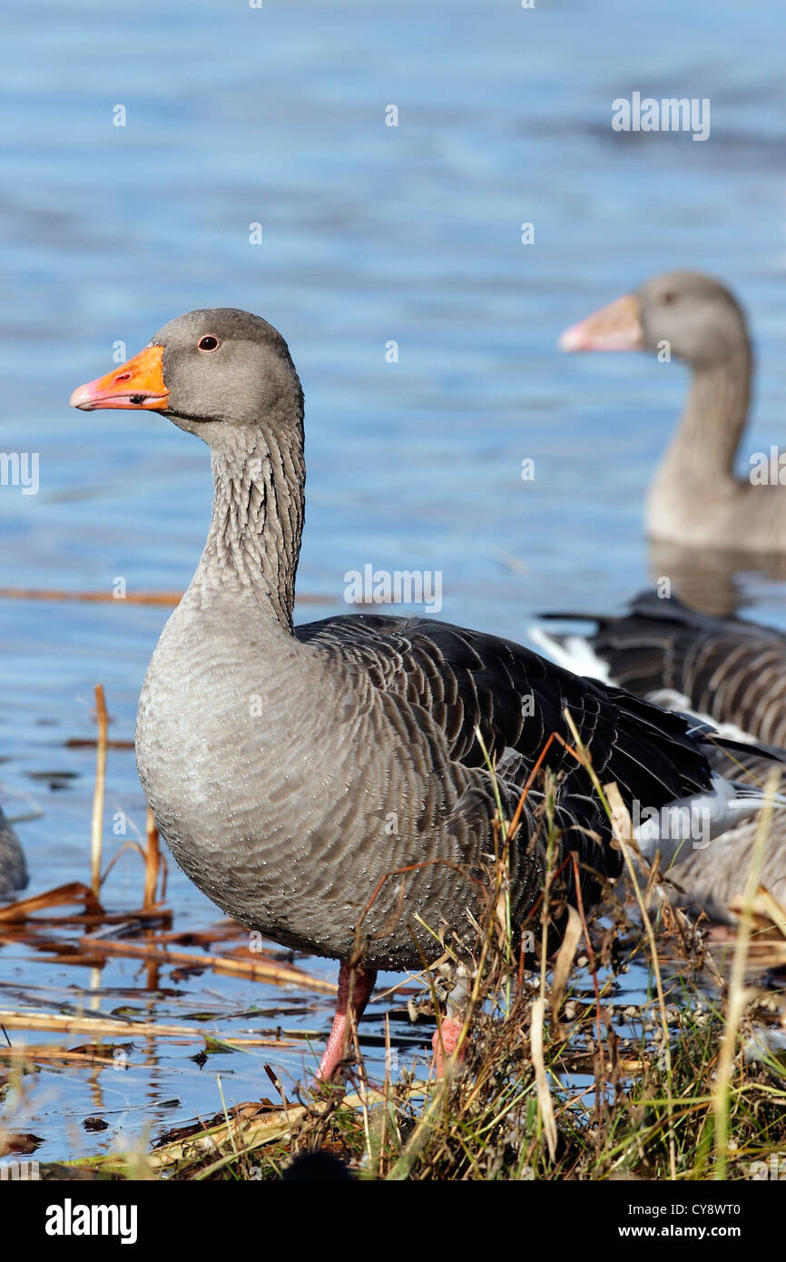 A portrait of a Greylag Goose (Anser anser). Stock Photo