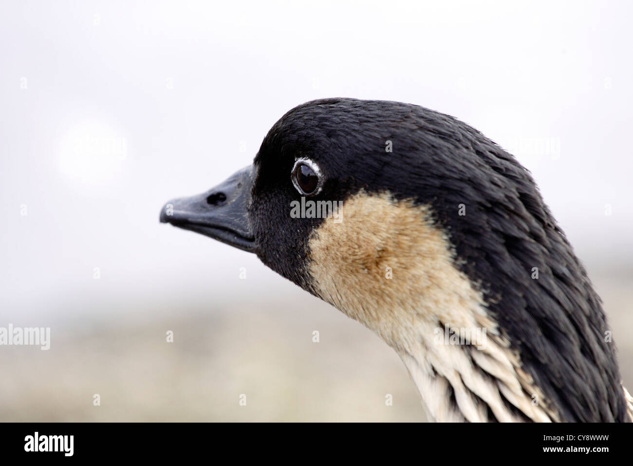 A portrait of a Hawaiian Goose,or NeNe. Stock Photo