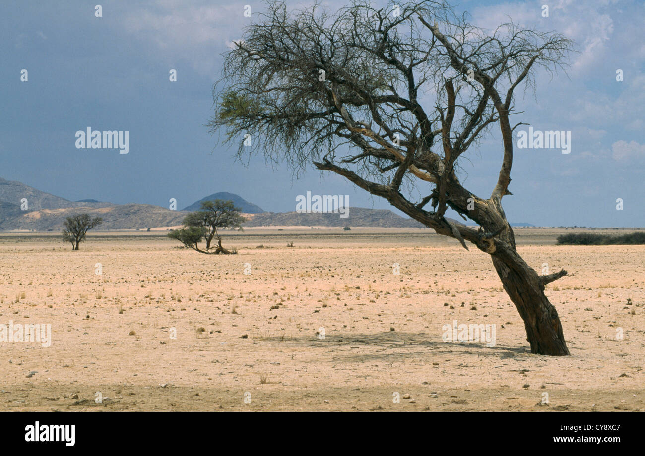 Acacia erioloba, Camel thorn. Stock Photo