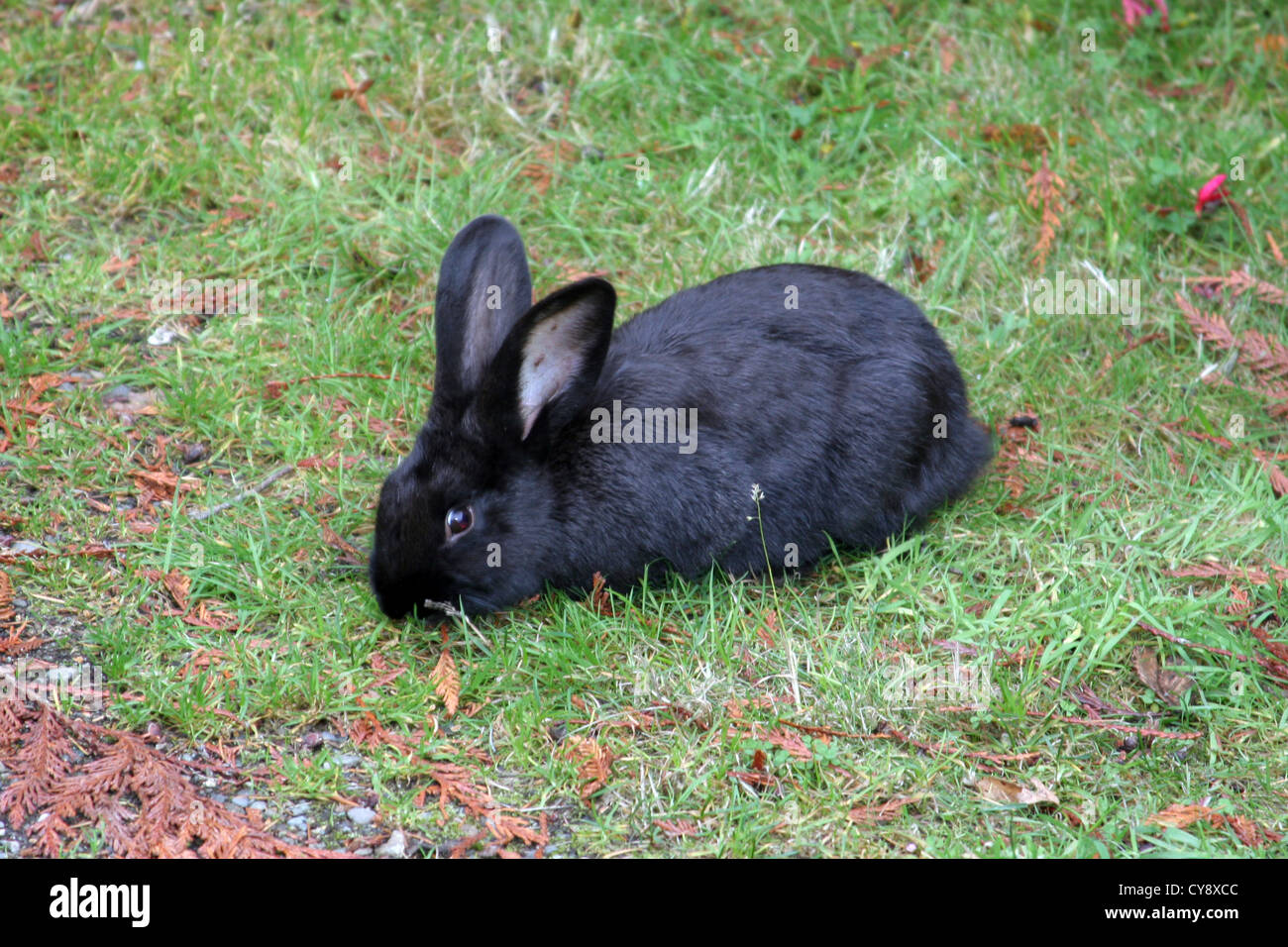 Black rabbit hi-res stock photography and images - Alamy