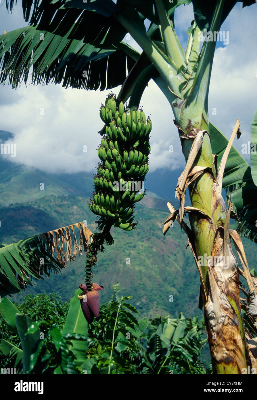 Musa acuminata, Banana Stock Photo - Alamy