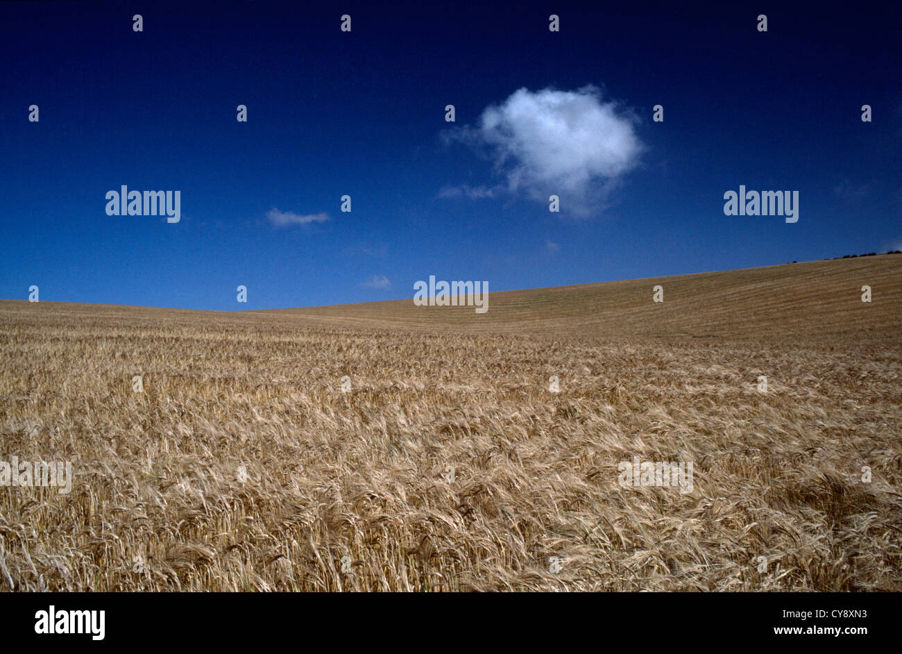 Triticum cultivar, Wheat. Stock Photo