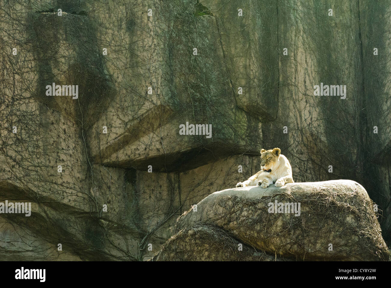 Lioness lying on a rock, Lincoln Park Zoo Chicago Stock Photo
