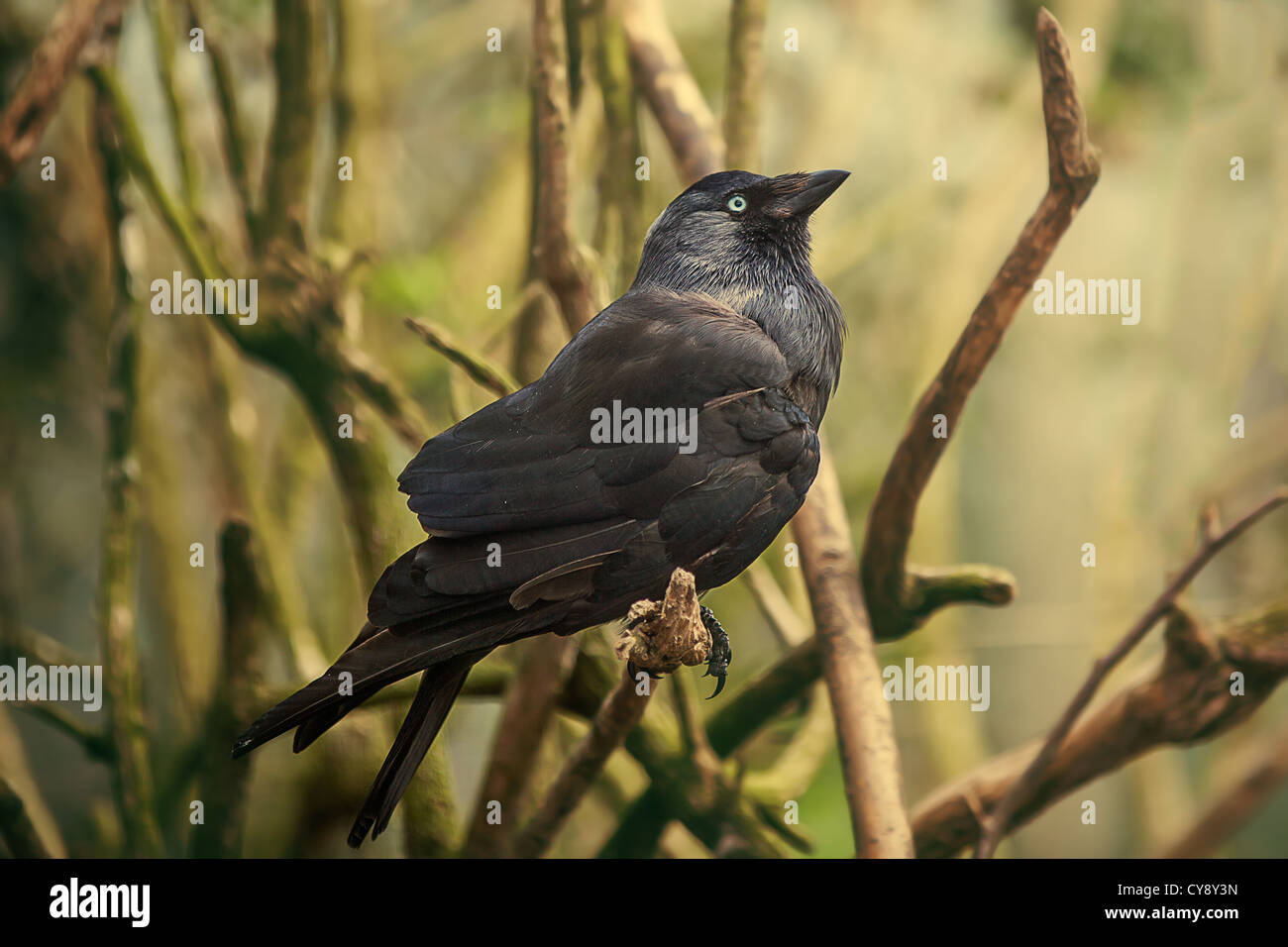 Rook perched on tree branch Stock Photo
