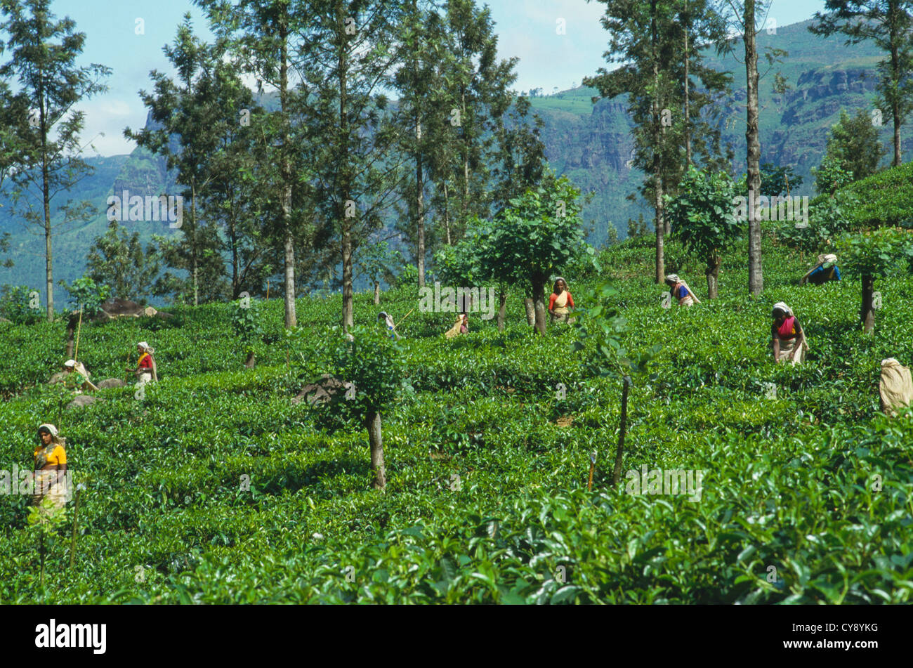 Camellia sinensis, Tea plant. Stock Photo