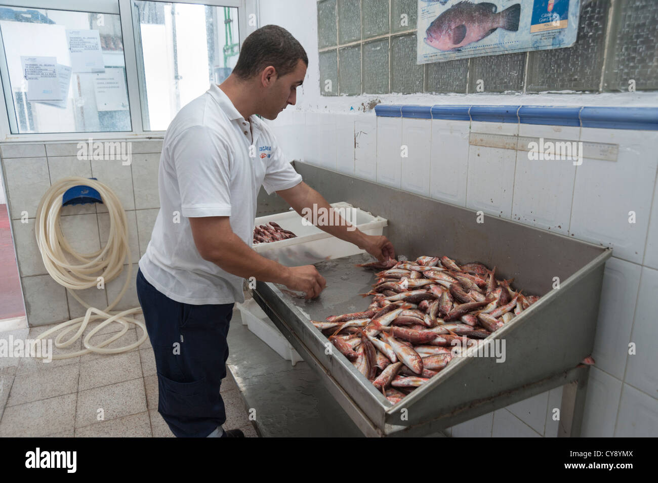 A fishmonger sorts fish at the fish market at Puerto de Mogan Gran Canaria Canary Islands Spain Stock Photo