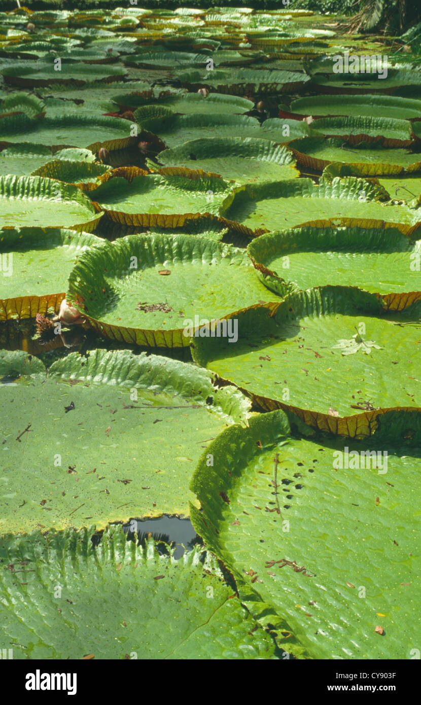 Victoria cruziana, Giant water lily pads in Amazonia, Brazil. Stock Photo