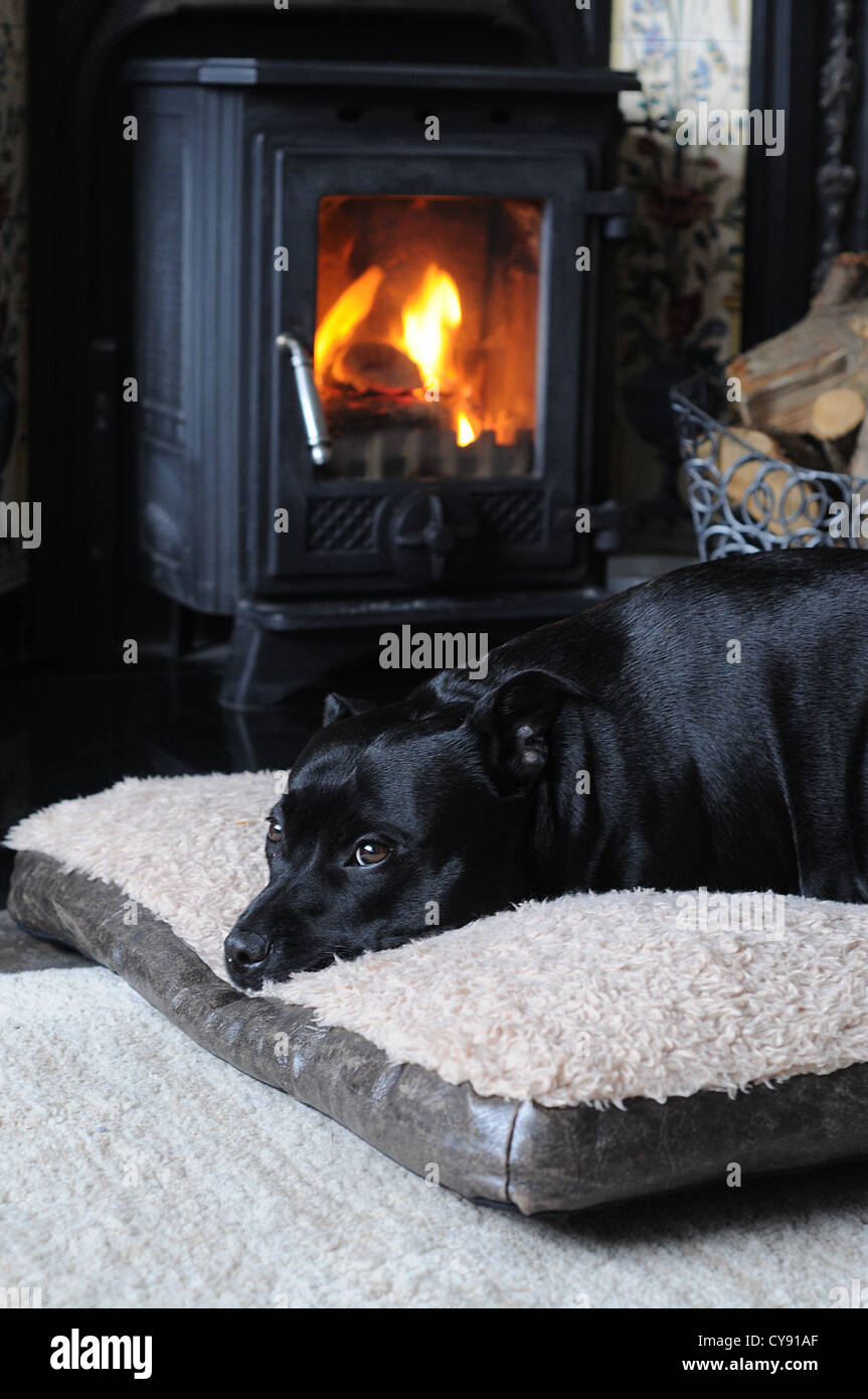 Why Do Dogs Like Laying By The Fire