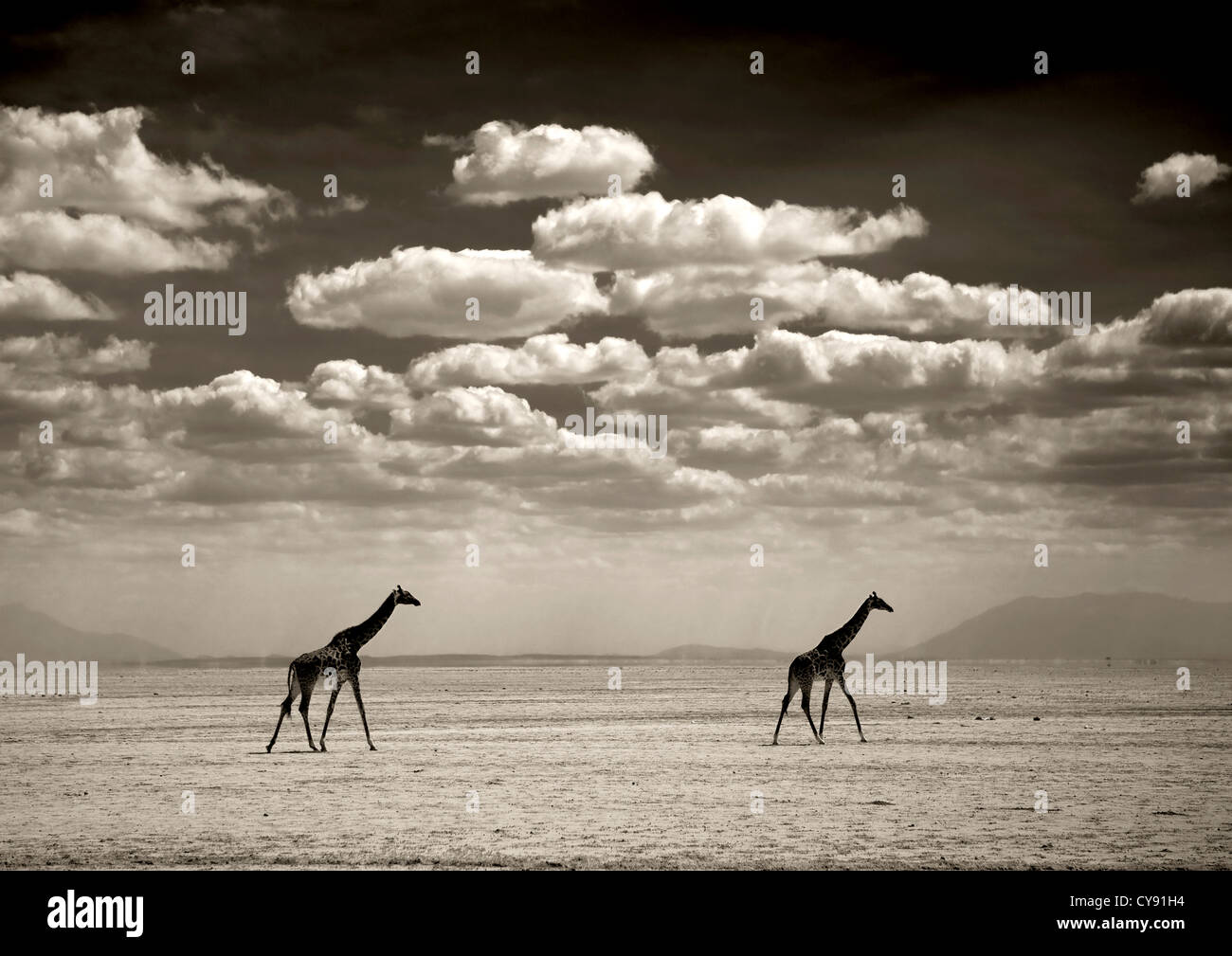 Girafes High Resolution Stock Photography and Images - Alamy