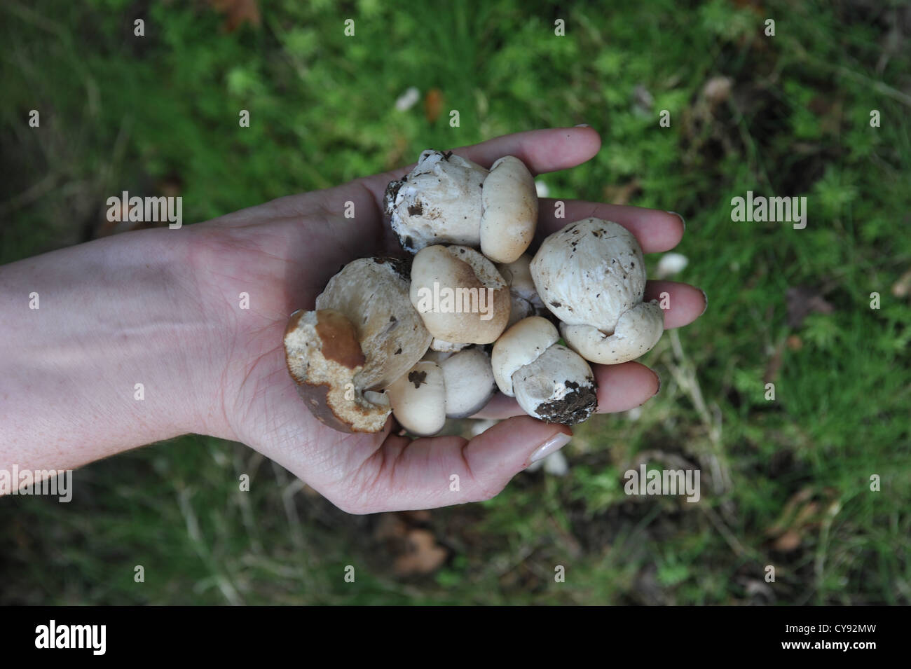 Foraged mushrooms and other wild forest produce Stock Photo Alamy