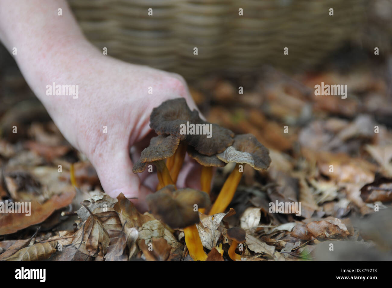 Foraged mushrooms and other wild forest produce Stock Photo