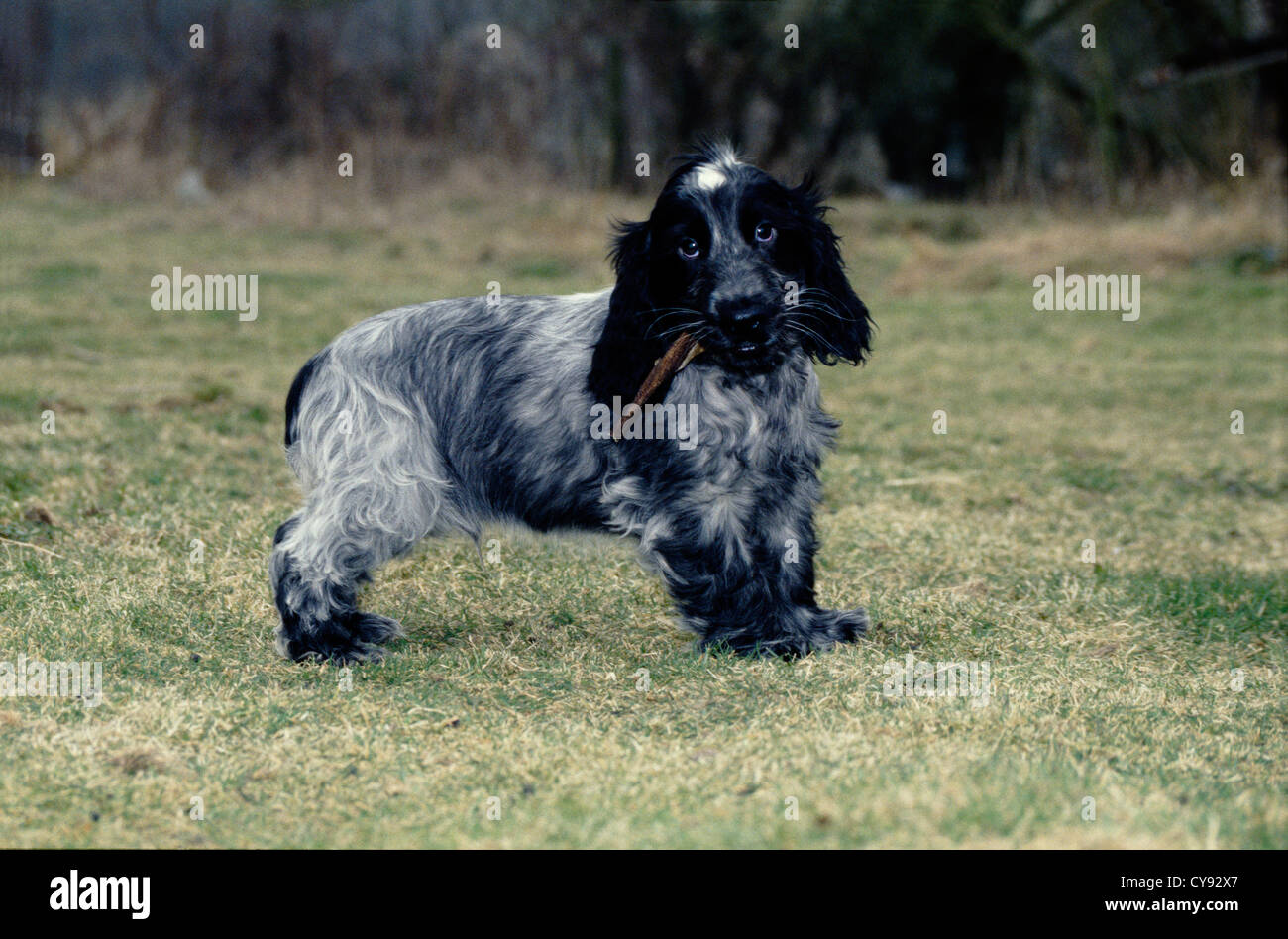 COCKER SPANIEL WITH STICK IN MOUTH/ ENGLAND Stock Photo