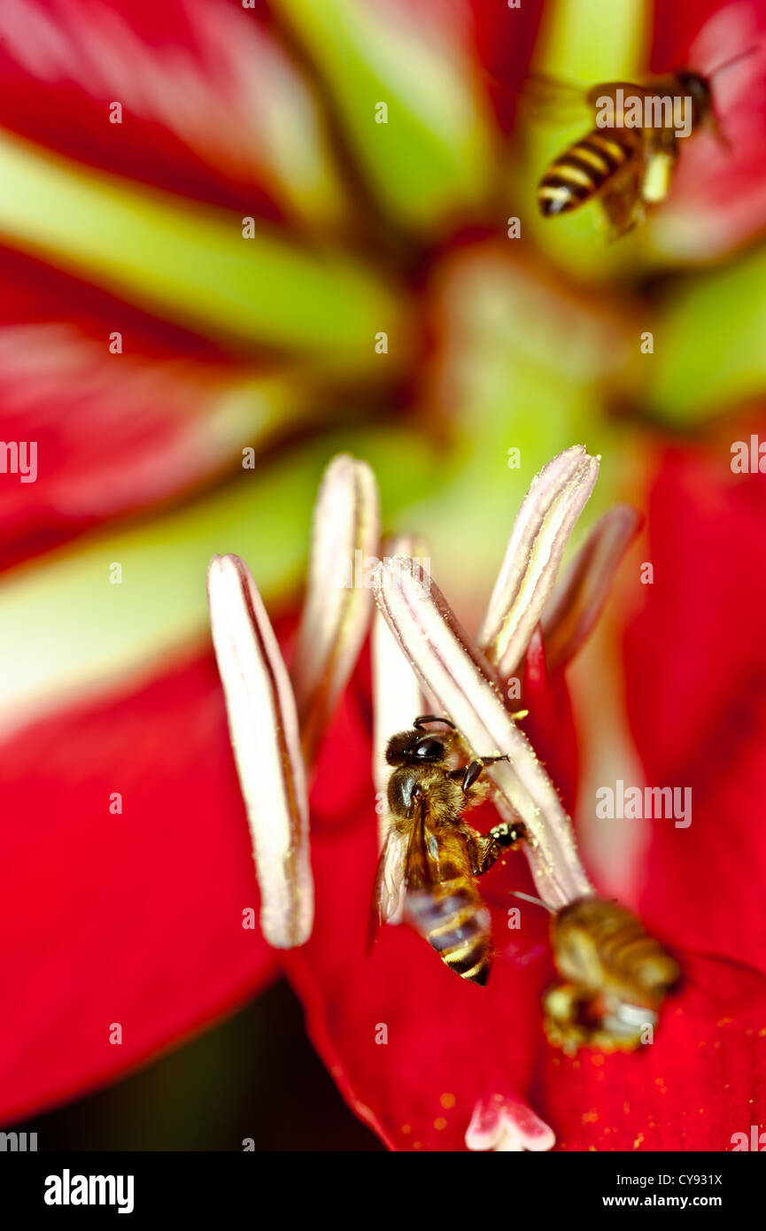 White flower nectar night hires stock photography and images Alamy