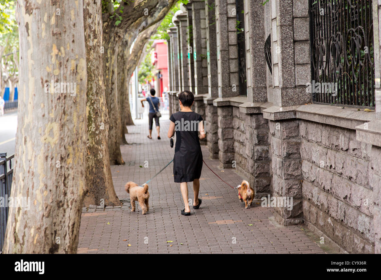 A Chinese woman walks her dogs in the old French Concession of Shanghai, China Stock Photo