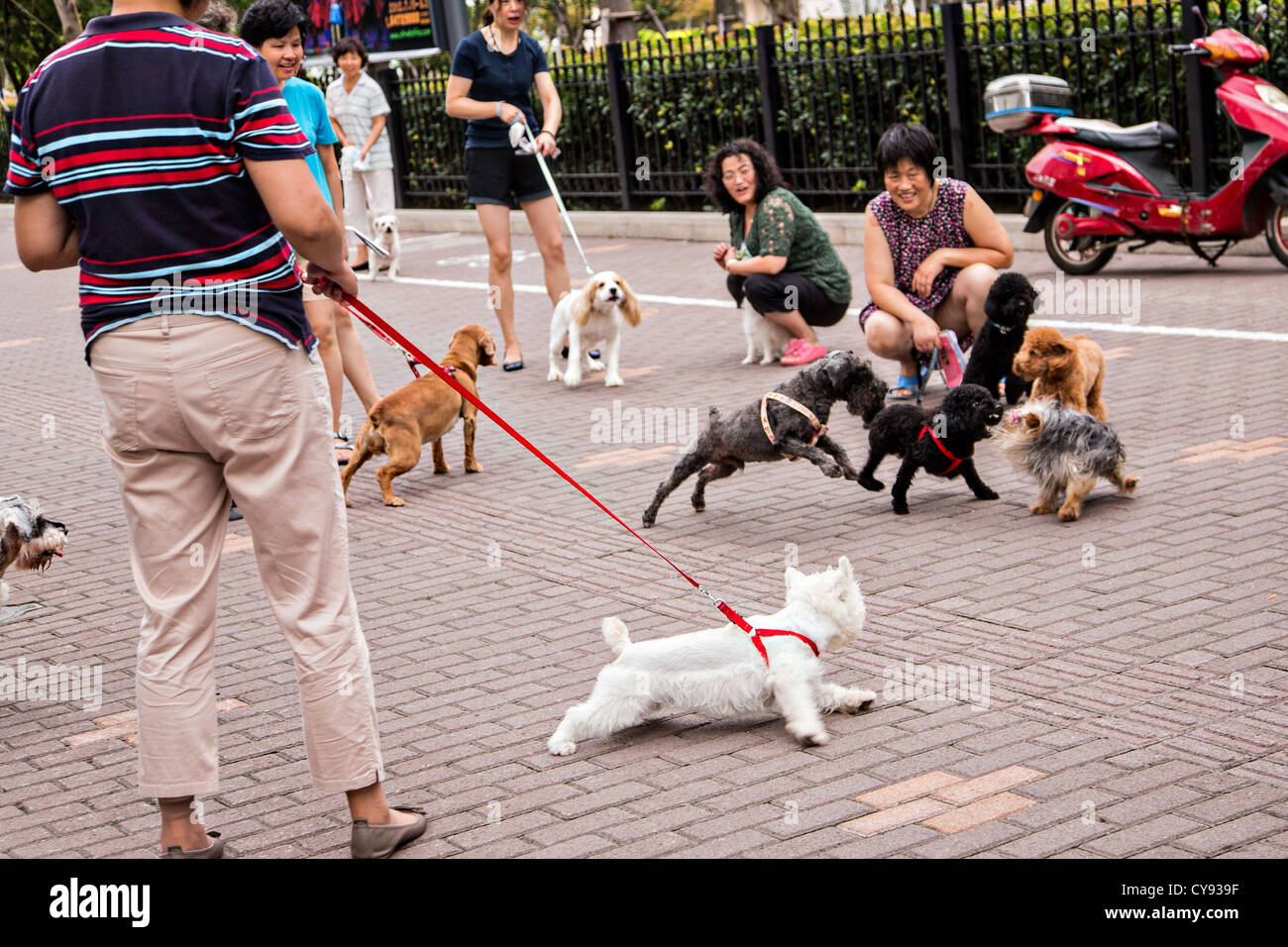 Chinese women play with their dogs in the old French Concession of Shanghai, China Stock Photo