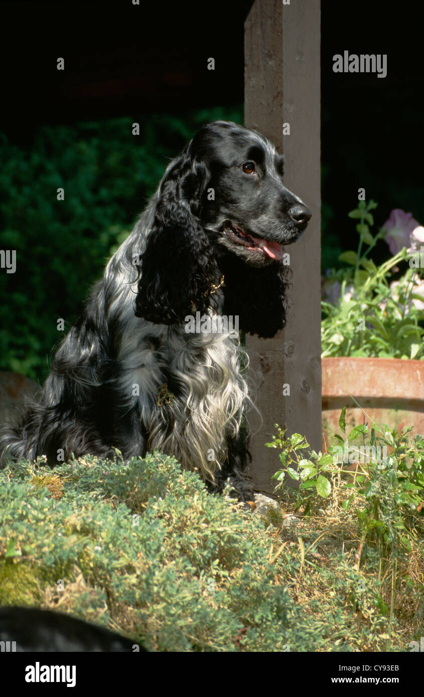 CLOSE UP OF A COCKER SPANIEL SITTING OUTSIDE/ IRELAND Stock Photo - Alamy
