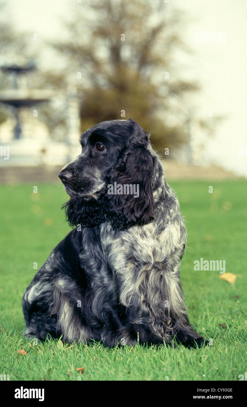 speckled cocker spaniel