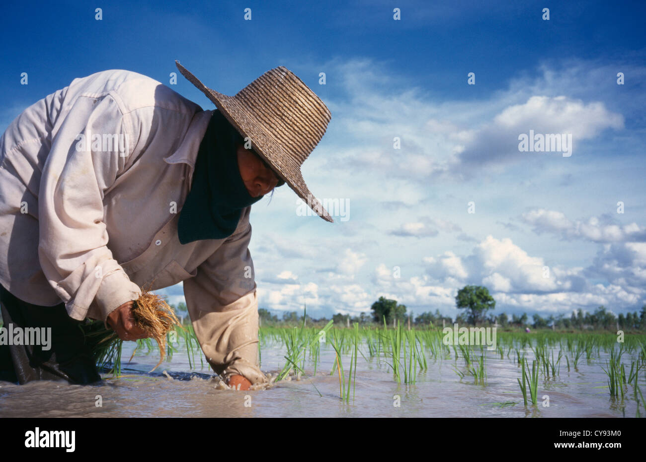 Oryza sativa, Rice Stock Photo - Alamy