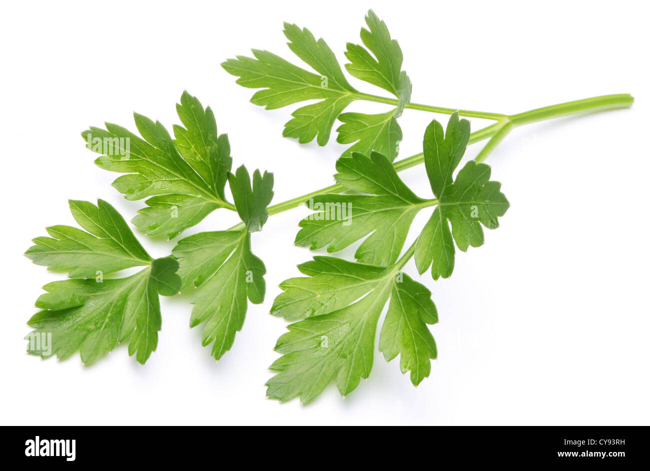 Parsley on a white background. Stock Photo