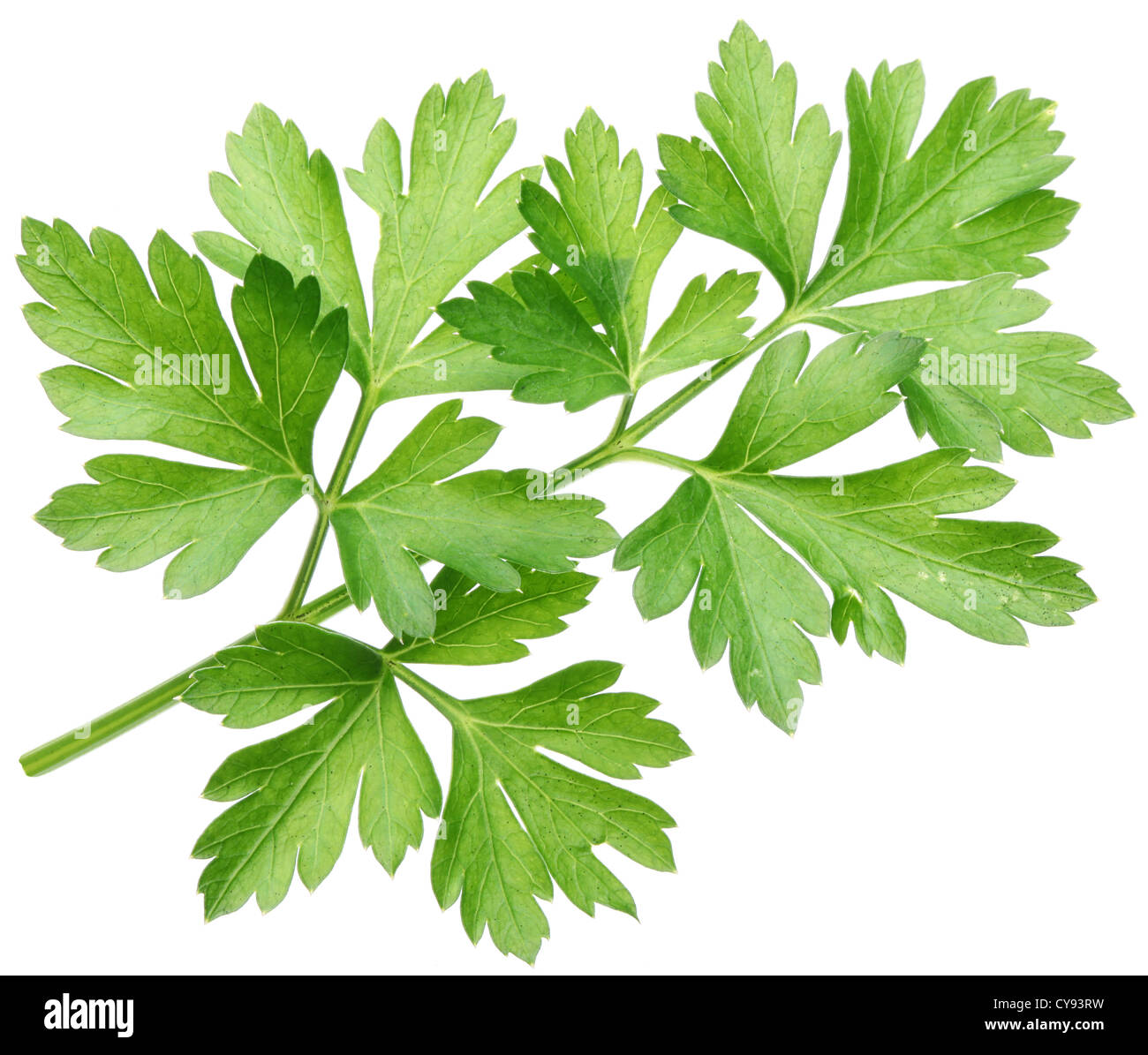 Parsley on a white background. Stock Photo