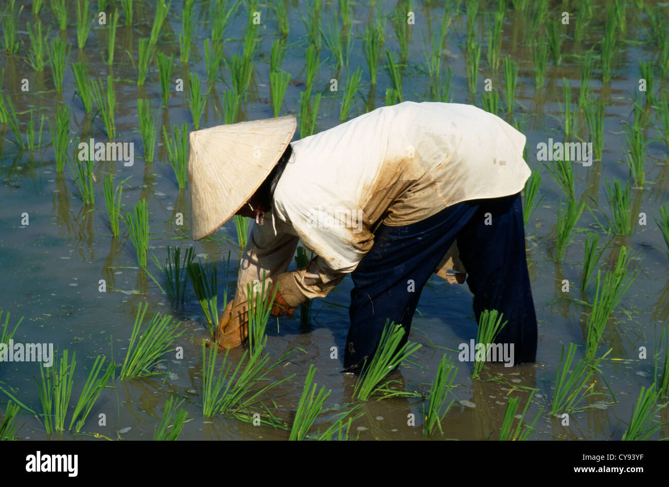 Malaysia, Langkawi, Oryza sativa, Rice, female worker wearing conical straw hat planting seedlings in a paddy field. Stock Photo