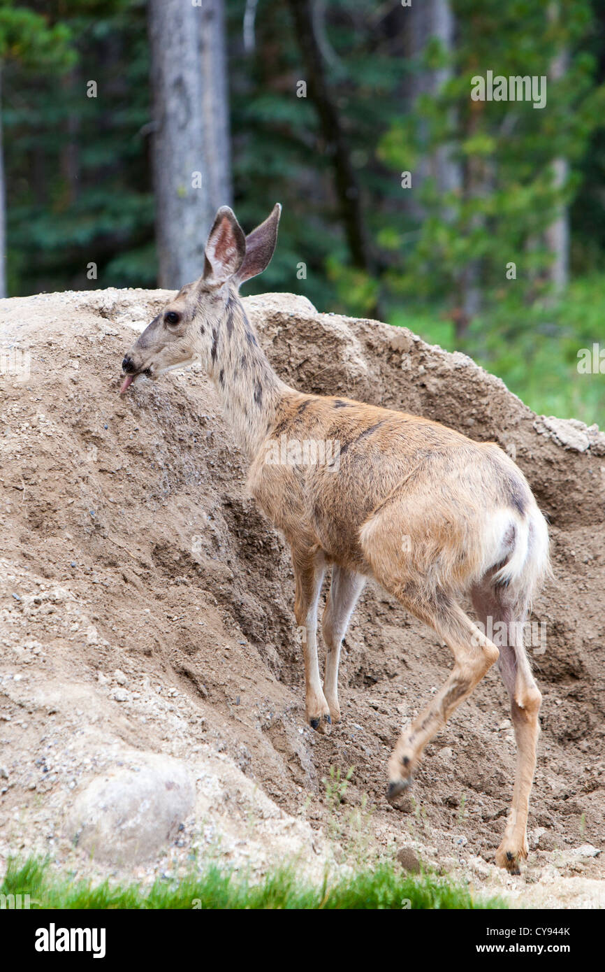 Mineral rock deer lick agree Opinion you Mineral rock deer lick congratulate