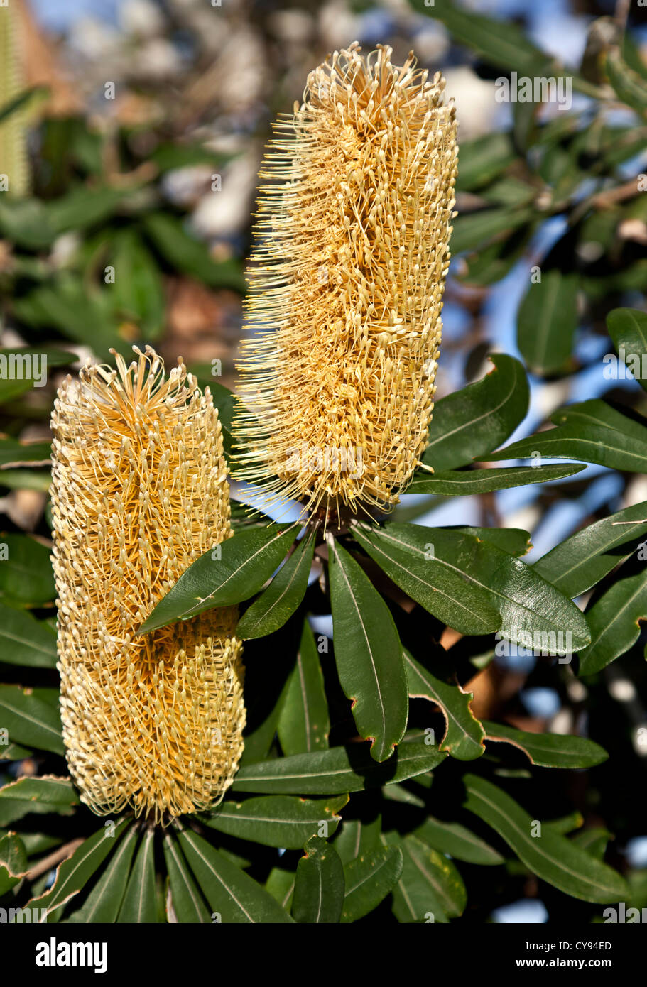 Banksia Flower Stock Photo