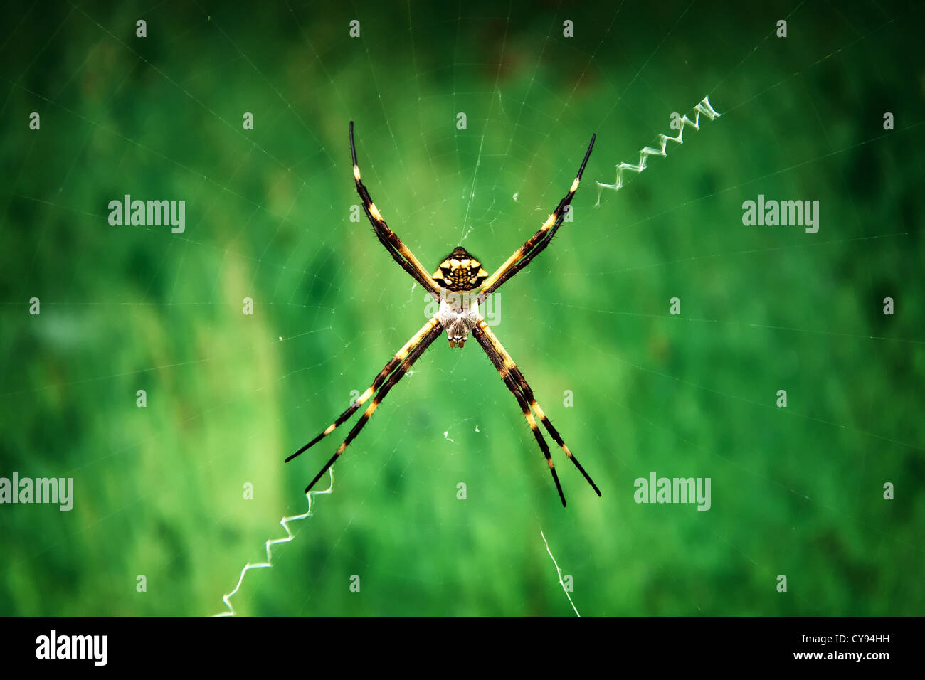A closeup shot of an Argiope Argentata on a green background. Stock Photo