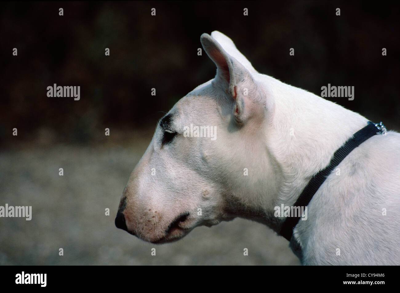 English bull terrier profile hi-res stock photography and images - Alamy